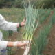 南信州の伝統野菜「千代ネギ」  ～幻のネギを作る畑を取材！～