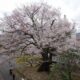飯田市内の桜が見頃です！！