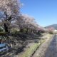 飯田松川沿いの桜と花桃の共演