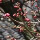 加納家の紅梅（飯田市仲ノ町）開花間近！！