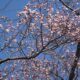「飯田で桜が開花」！！並木通りエドヒガン🌺