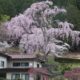 氏乗の枝垂れ桜（喬木村）桜が満開🌸