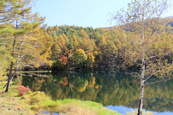 紅葉の御鹿射池 蓼科湖 まるやち湖 白樺湖 諏訪を体感 よいてこしょ