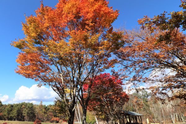 紅葉のまるやち湖 レンガ窯で焼くパンｂａｒｎ バーン 八ケ岳自然文化園 諏訪を体感 よいてこしょ