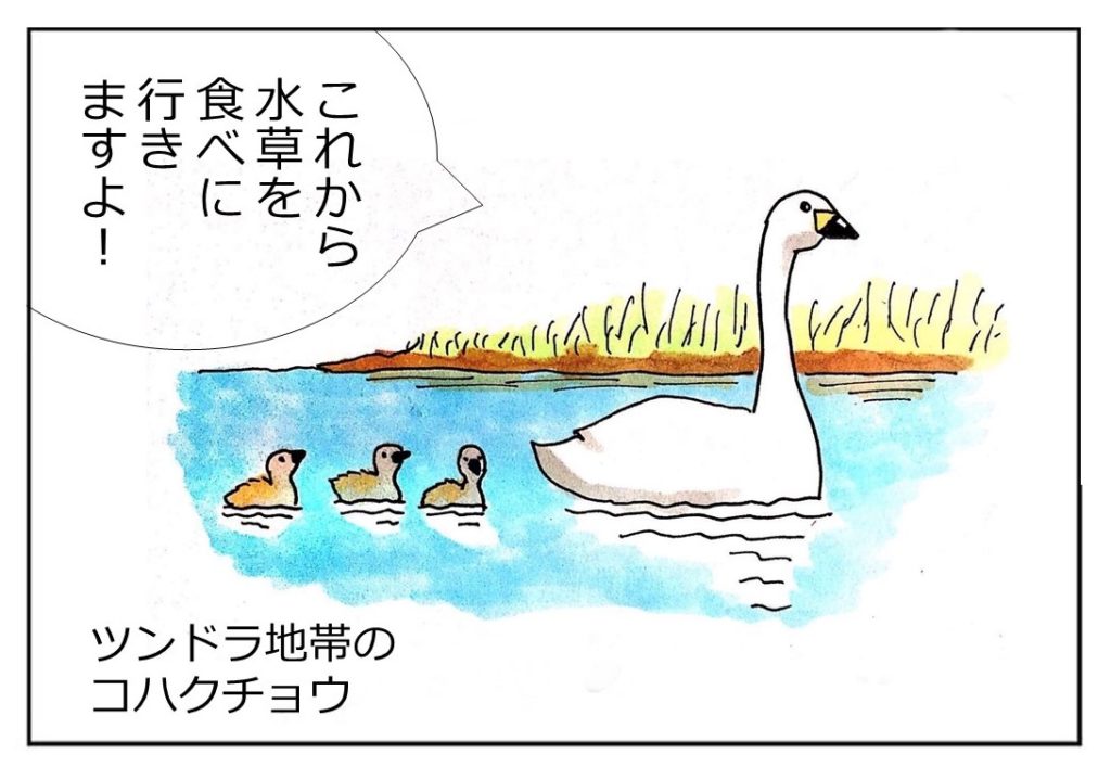 コハクチョウにパンをあげないで 上 パンやりは いじめているのと同じです 諏訪を体感 よいてこしょ