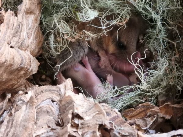 冬眠中のヤマネを 埋めたり温めたりしないでね ヤマネを起こすのは厳禁です 諏訪を体感 よいてこしょ