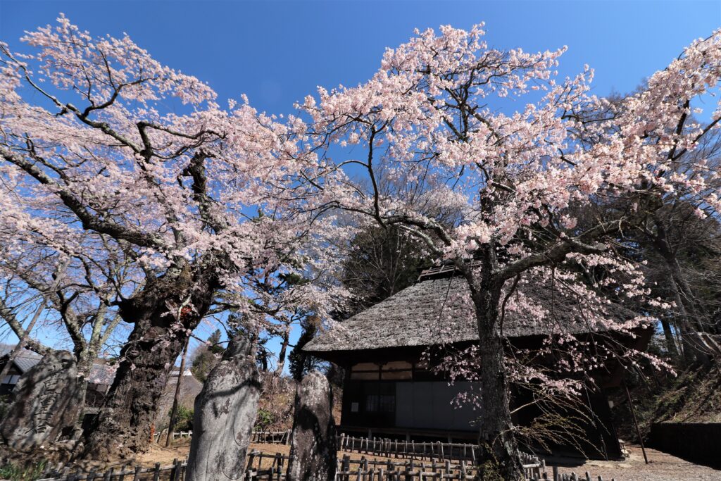 信濃境の桜 | 諏訪を体感！よいてこしょ！！
