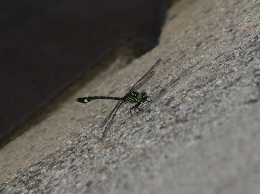 突然ですがクイズです全国で諏訪湖・琵琶湖・愛知県の一部でしか生息が