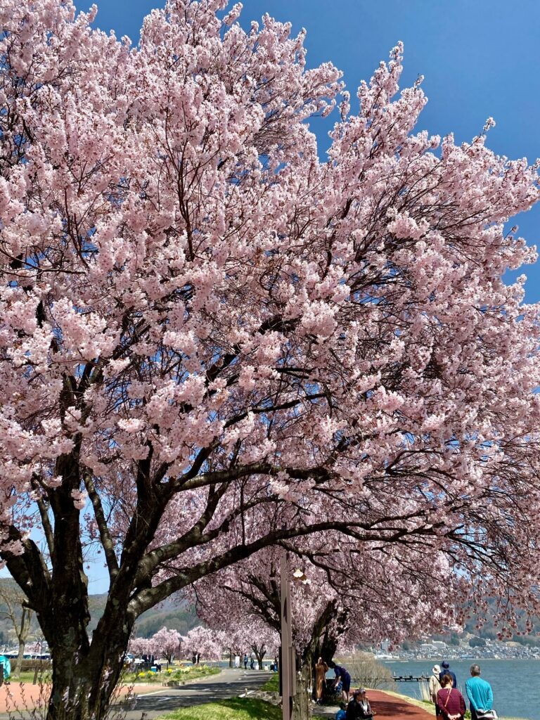 SSP ほっとできる清楚な幼なじみ 園池 桜子(箔押し) 諏訪の春を満喫！桜スポットを巡りました | 諏訪を体感！よいてこしょ！！