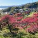 諏訪湖とハナモモの眺め～諏訪市岡村から