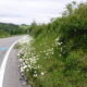 ビーナスライン沿いに咲く白い花って…
